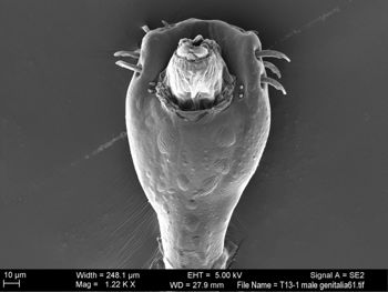 Media type: image; Invertebrate Zoology 131275